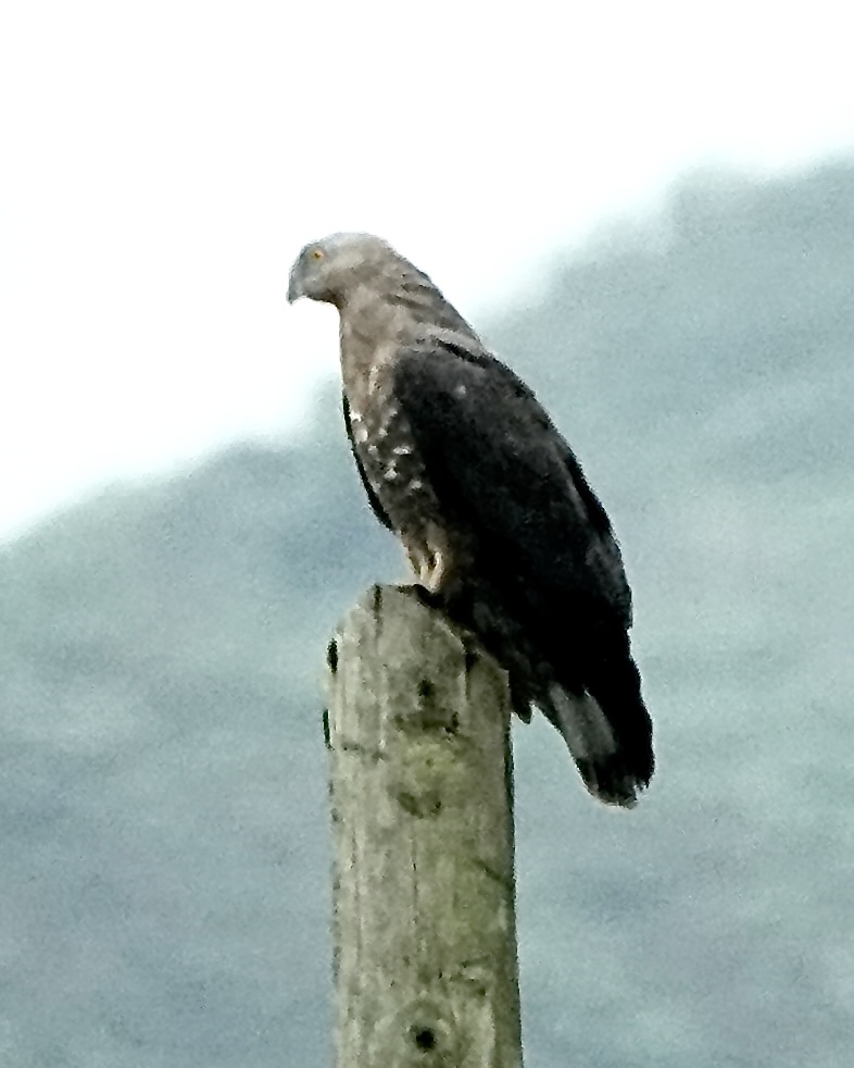 honey buzzard